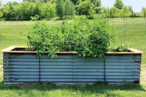 Raised Garden Beds